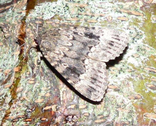 schijn piramidevlinder.jpg - Schijnpiramidevlinder - Amphipyra berbera